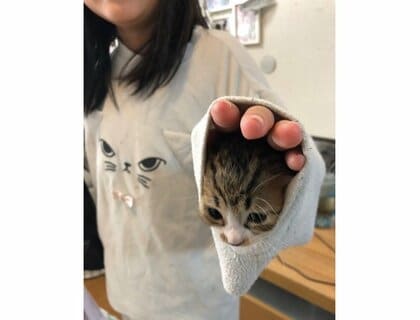 パジャマの袖口が落ち着く? 顔を出す子猫に癒される…どうやって入ったのか飼い主に聞いた
