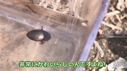 絶滅の危機「ゲンゴロウ」 種の保存に奮闘する飼育員 採取活動で新種