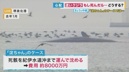 迷いクジラ】映像で追った大阪湾侵入1カ月 「かなり痩せてる」 「生死