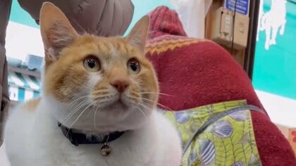 “猫店長”のめいちゃん