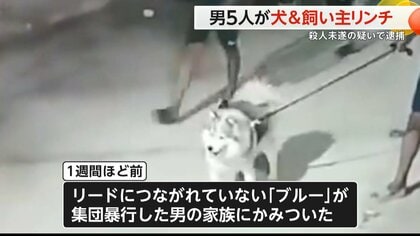 安い リードなしで犬の散歩 逮捕