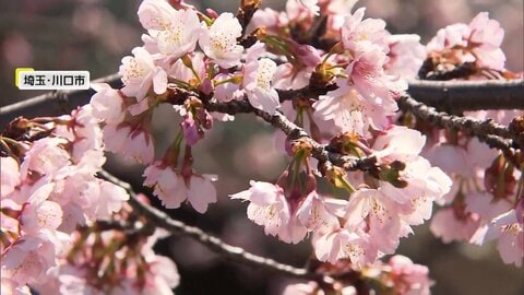 北日本は“春の嵐”も関東は春本番の暖かさ　各地で早咲き桜が見頃に　潮干狩りや“お城まつり”、酒イベントなど春のにぎわい広がる