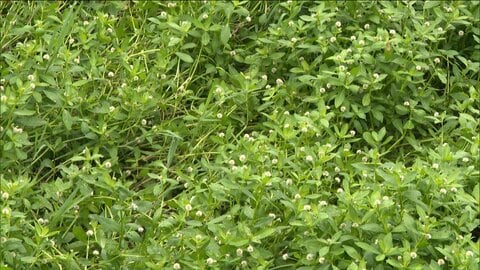 “地球上最悪の侵略的植物”ナガエツルノゲイトウが大量繁殖　田んぼや水路で被害　対策にクウシンサイで実証実験　佐賀市