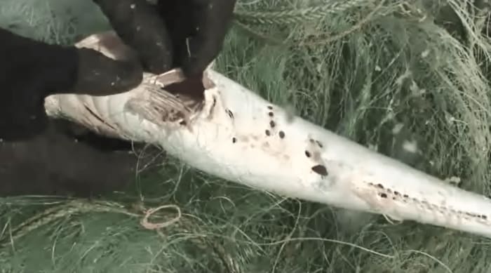 網にかかった魚は腹に穴が開いていた