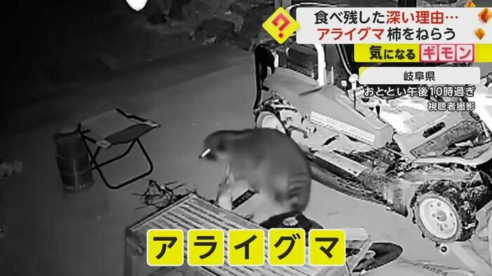 台にのぼろうとするアライグマ(視聴者撮影)