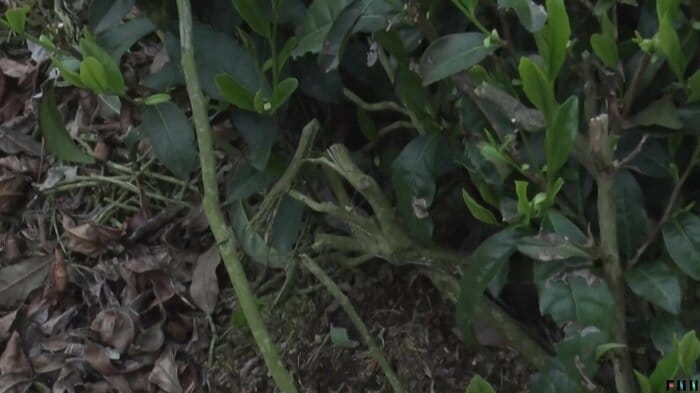 折れた枝