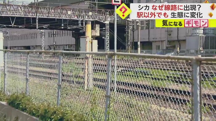 シカが見つかった、JR盛岡駅の線路の中