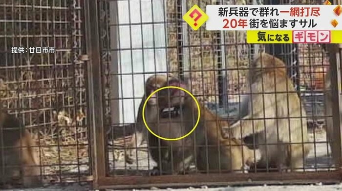 猿の首に付いた黒い首輪のような物(黄色い丸印)
