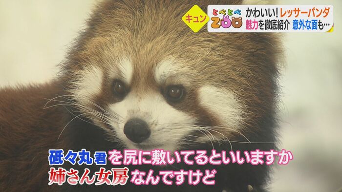 “姉さん女房”のコウメ