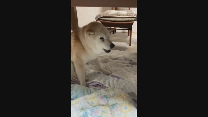 認知症による夜鳴き(佐藤さん提供)