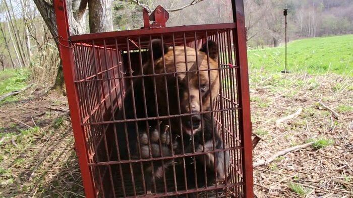 体重が330キロある巨大グマ（撮影：苫前町猟友会 林豊行会長）