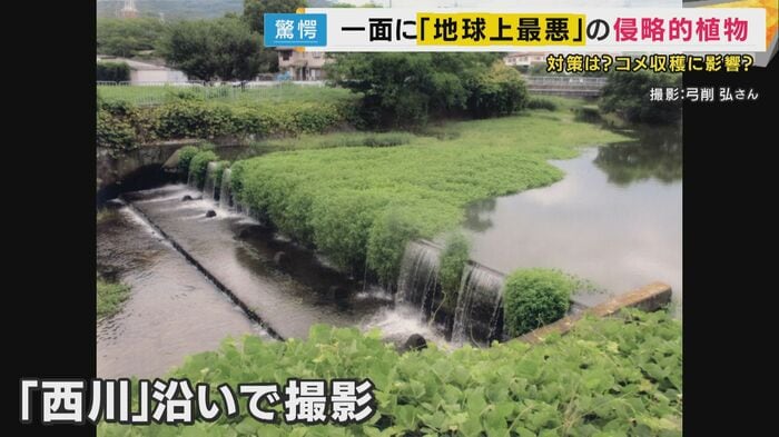 川一面に広がる“侵略的植物”の姿が撮影された