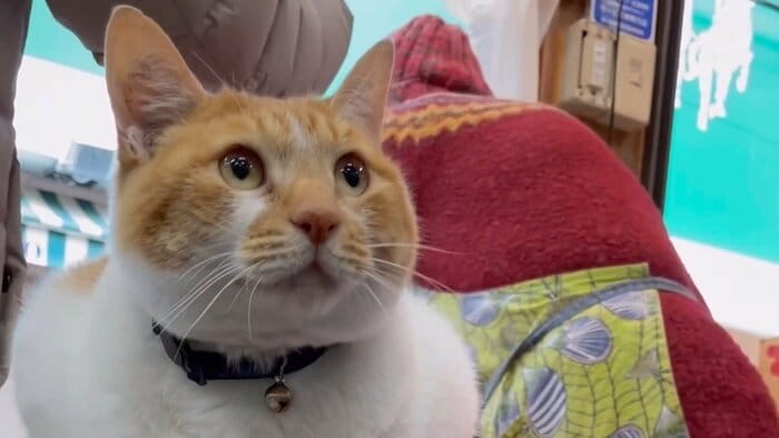 “猫店長”のめいちゃん