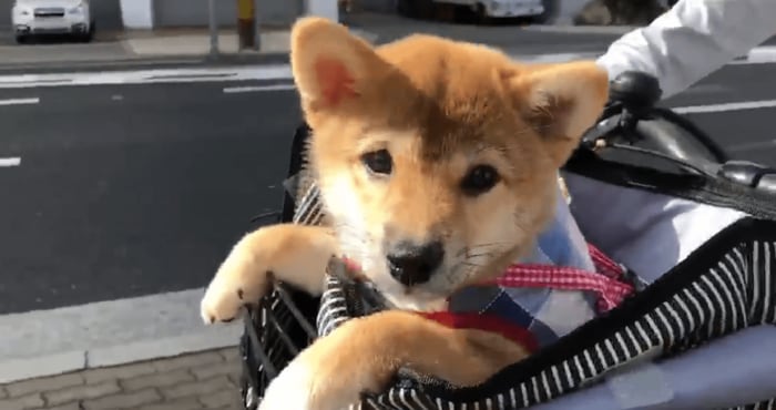 (小さい時から乗っています 約3カ月頃の龍乃子姫ちゃん)