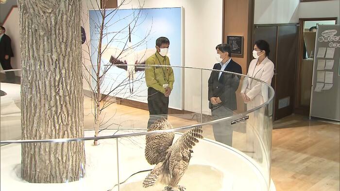 絶滅危惧種・シマフクロウについて説明を受けられる(北海道・釧路市)