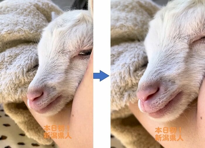 寝入る子ヤギ(提供:むつざわヤギ牧場)