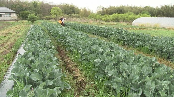 宇佐市の営農組合のブロッコリー畑