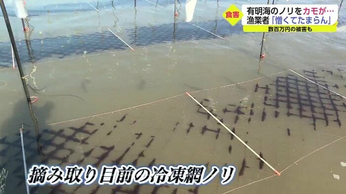隣の網と比較すると…