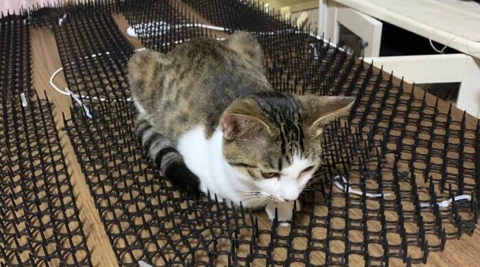 トゲトゲの上でくつろぐびびくんをもう一度