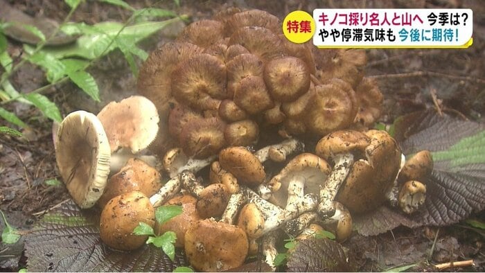 1時間ほどで3種類のキノコを収穫