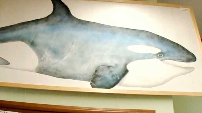 外国人が『魚拓』に夢中。始まりは“敵将を打ち取った証”?