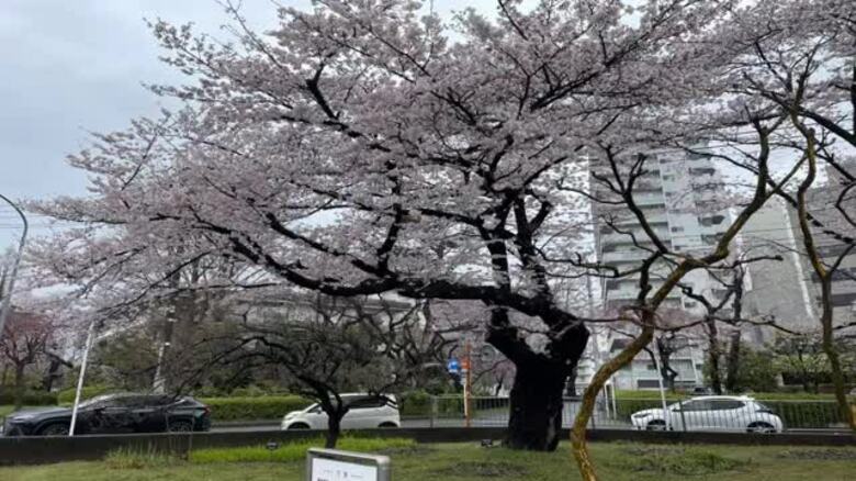 仙台のソメイヨシノ満開　開花から満開まで１週間以上は１４年ぶり｜FNNプライムオンライン
