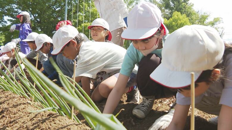松本市の小学生が「松本一本ねぎ」の定植　伝統野菜の魅力を感じて　「チャーハン、鍋、ギョウザにして食べたい」｜FNNプライムオンライン