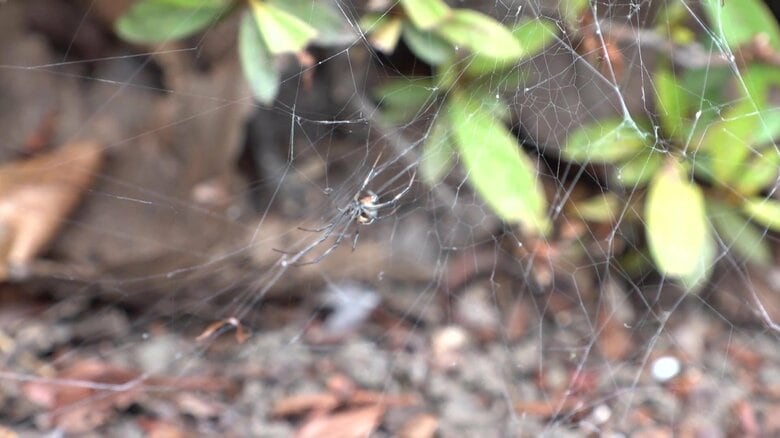東京・お台場で毒グモ「セアカゴケグモ」確認！福岡では4歳男児かまれる被害も　猛暑で生息エリア拡大か　なぜお台場に？専門家「自動車に付着して入ってきたのは確実」｜FNNプライムオンライン