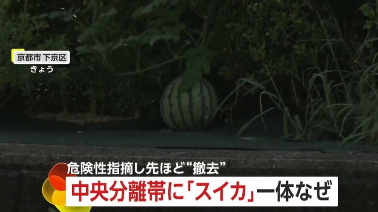 なんでこんな場所に！？“ど根性スイカ”が中央分離帯に！鳥が種を運んで自生か？事故の危険のため撤去　京都市｜FNNプライムオンライン