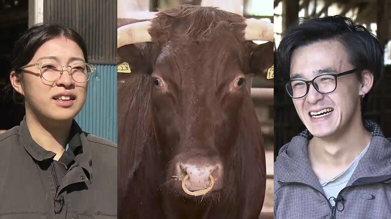 短角牛に魅せられ移住…闘牛の「勢子」に　久慈市伝統の闘牛大会「もみじ場所」に出場　岩手県｜FNNプライムオンライン