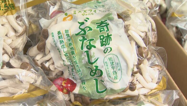 「奇跡のぶなしめじ」大阪・関西万博に出展　能登半島地震で工場が被災…生き残った「菌糸」で培養　復興の歩み紹介｜FNNプライムオンライン