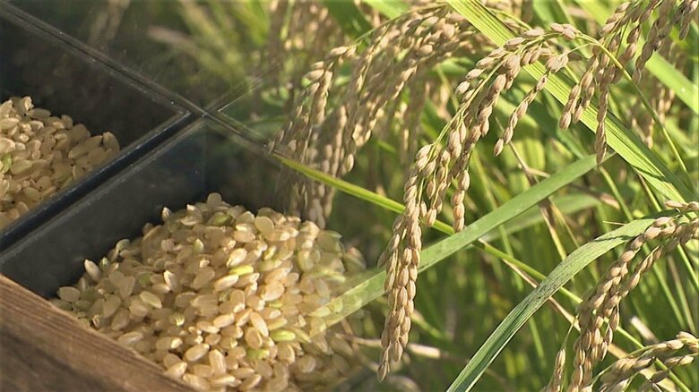 猛暑・水不足で新潟のコメがピンチ… 作柄は平年並みも“一等米比率”低下の見通し｢味は変わらない!｣｜FNNプライムオンライン