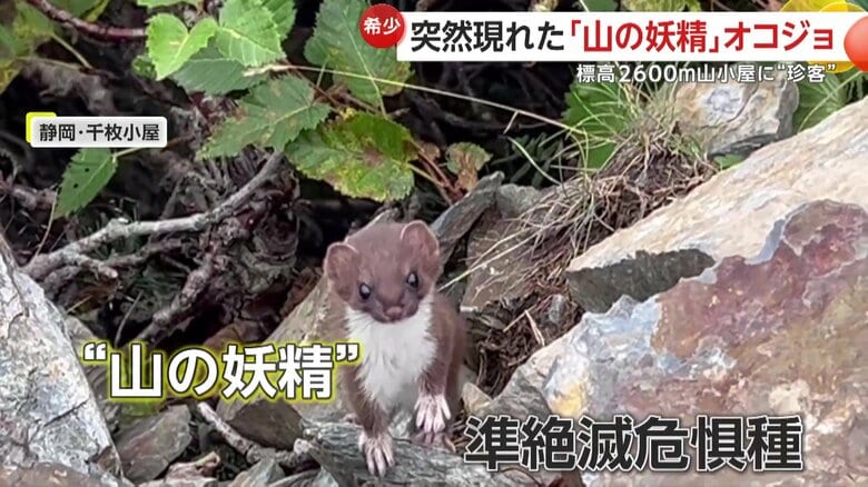 【山の妖精】標高2600メートル！山小屋に準絶滅危惧種のオコジョが現れる…好奇心で小屋に来訪か　静岡市・千枚小屋｜FNNプライムオンライン