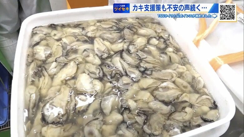 養殖カキ大量死問題　加工会社も入荷量半減で「影響は億単位」　国の支援策は“当面の命綱”か【広島発】｜FNNプライムオンライン