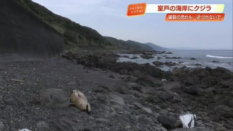 室戸市の海岸にクジラ漂着、一時は破裂の恐れも…体長2.2ｍの「カズハゴンドウ」【高知】｜FNNプライムオンライン