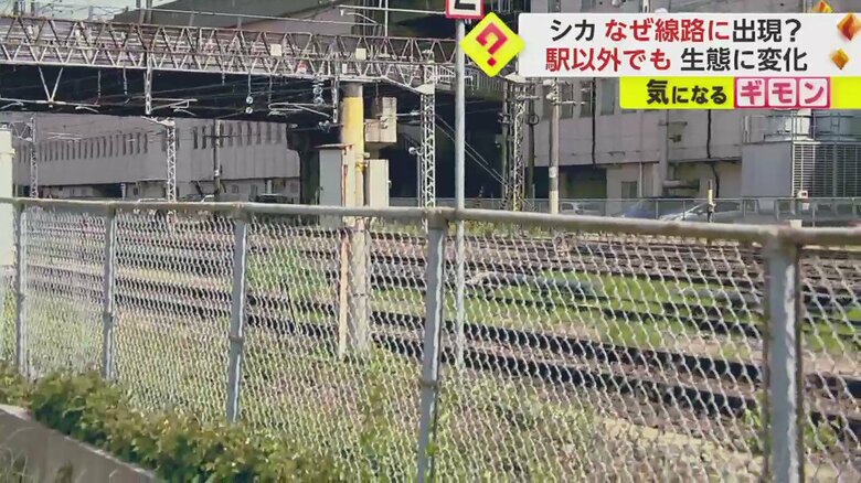 シカが見つかった、JR盛岡駅の線路の中