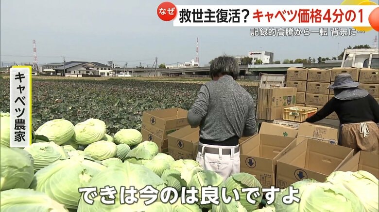 キャベツを収穫する愛知・豊橋市の農家