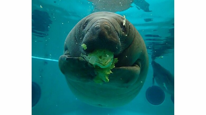 前肢を使ってレタスを食べるユマ（提供：国営沖縄記念公園（海洋博公園）・沖縄美ら海水族館）