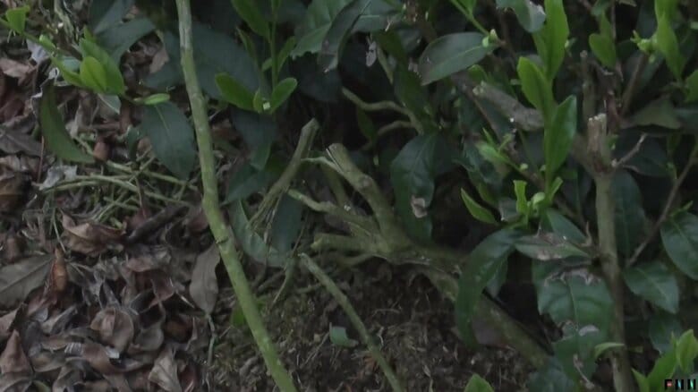 折れた枝