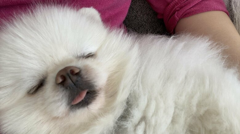 電池切れのしんくん