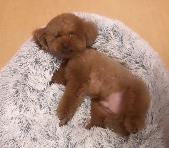 飼い主を見つめている（提供：Leo トイプードルさん）