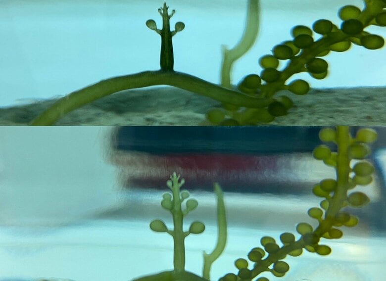 上が9日午前9時、下が午後6時の海ぶどう（提供：Sho Nakaemaさん）