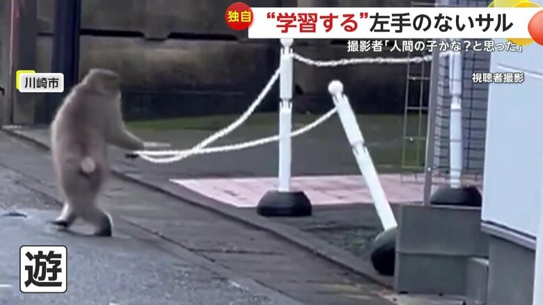 まるで人間のように振る舞いをした巷を騒がせていたサル