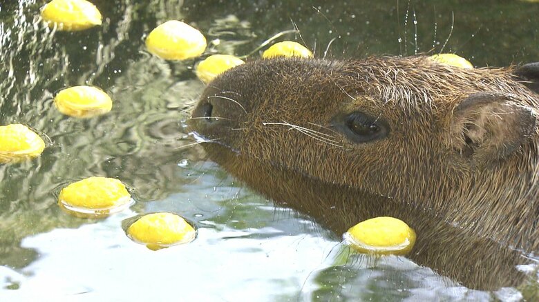 気持ち良さそう