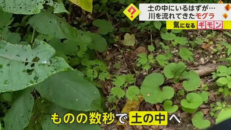 モグラは土に戻されると、土の中へ消えていった