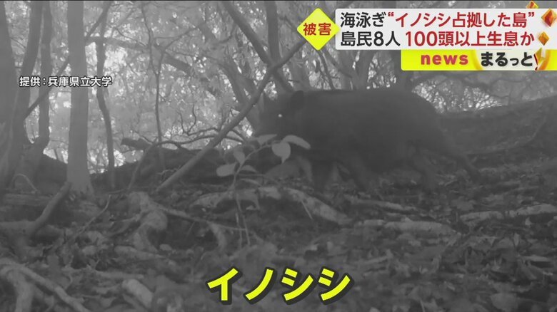 兵庫県立大学の研究グループが設置したセンサーカメラにうつるイノシシ。少し立ち止まったが…