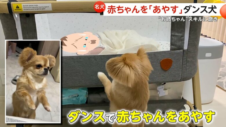 ダンスで赤ちゃんをあやすハナちゃん（「うわうわ犬のハナ」チャンネルより）