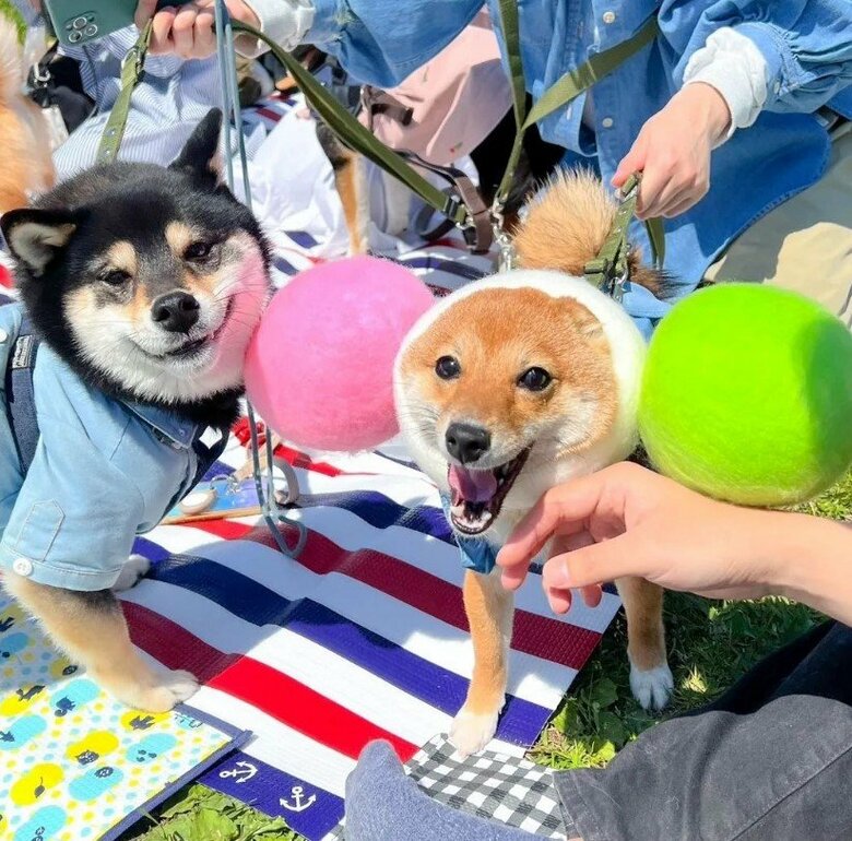 提供：まめふく&ゆめくりさん