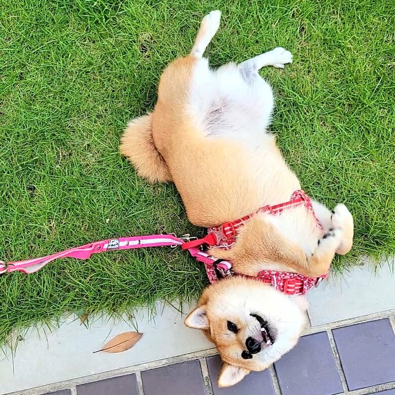 提供：kuroazu_beansさん