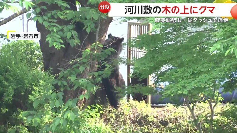 罠の中にあるエサを食べたが、罠にかかることはなかったクマ